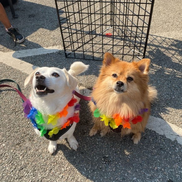 Meet the Posher - Picture 4 of 5